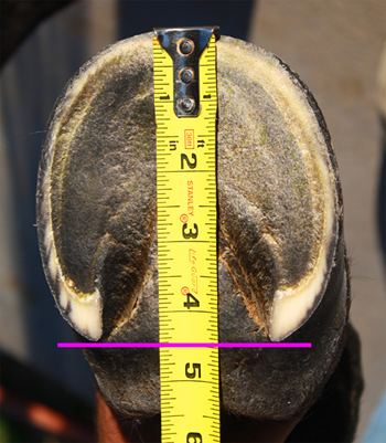 how to measure for hoof boots